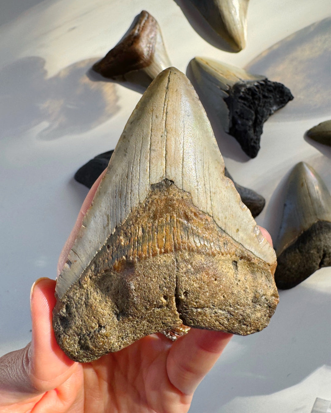 Megalodon Tooth - Baltic Mermaid