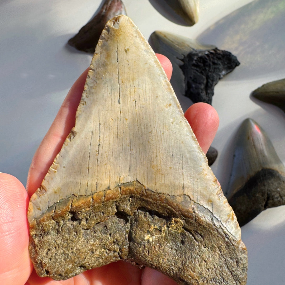 Megalodon Tooth - Baltic Mermaid