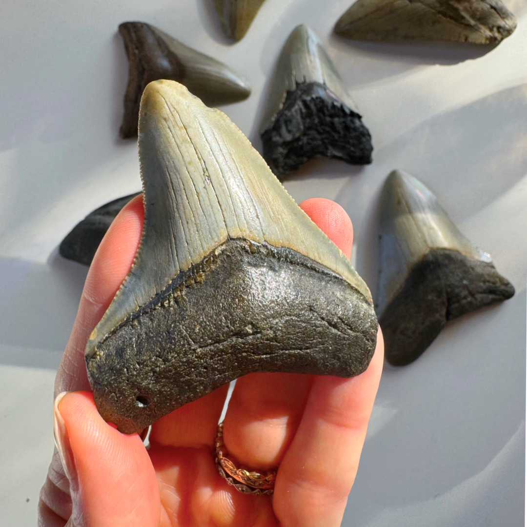Megalodon Tooth - Baltic Mermaid