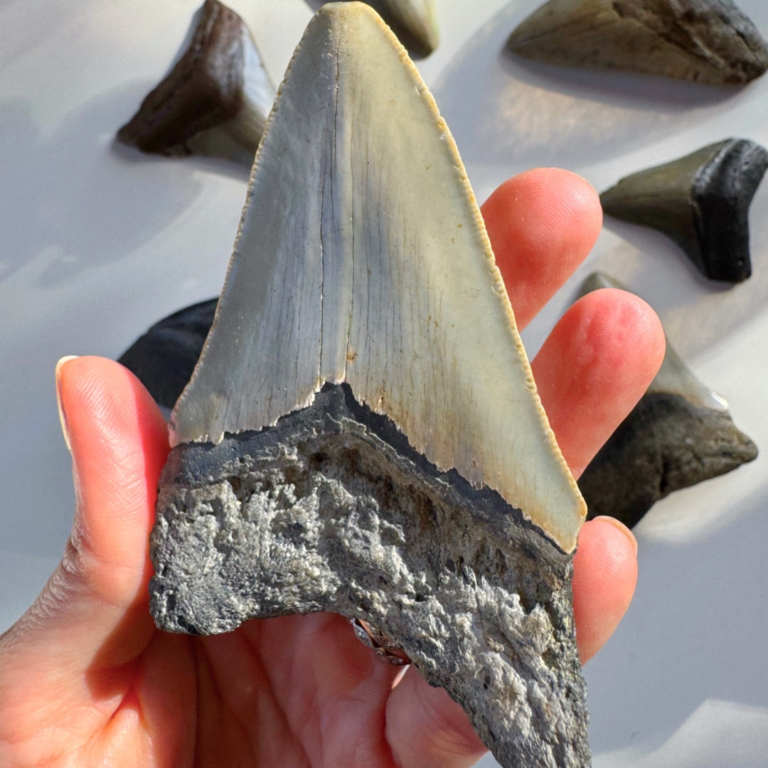 Megalodon Tooth - Baltic Mermaid
