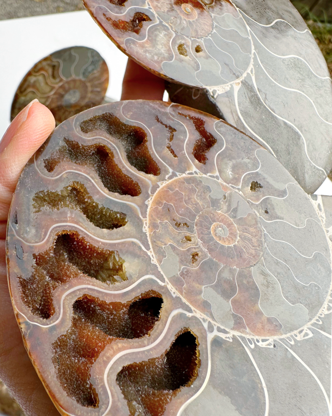 Blue Ammonite Fossil Pair - Baltic Mermaid