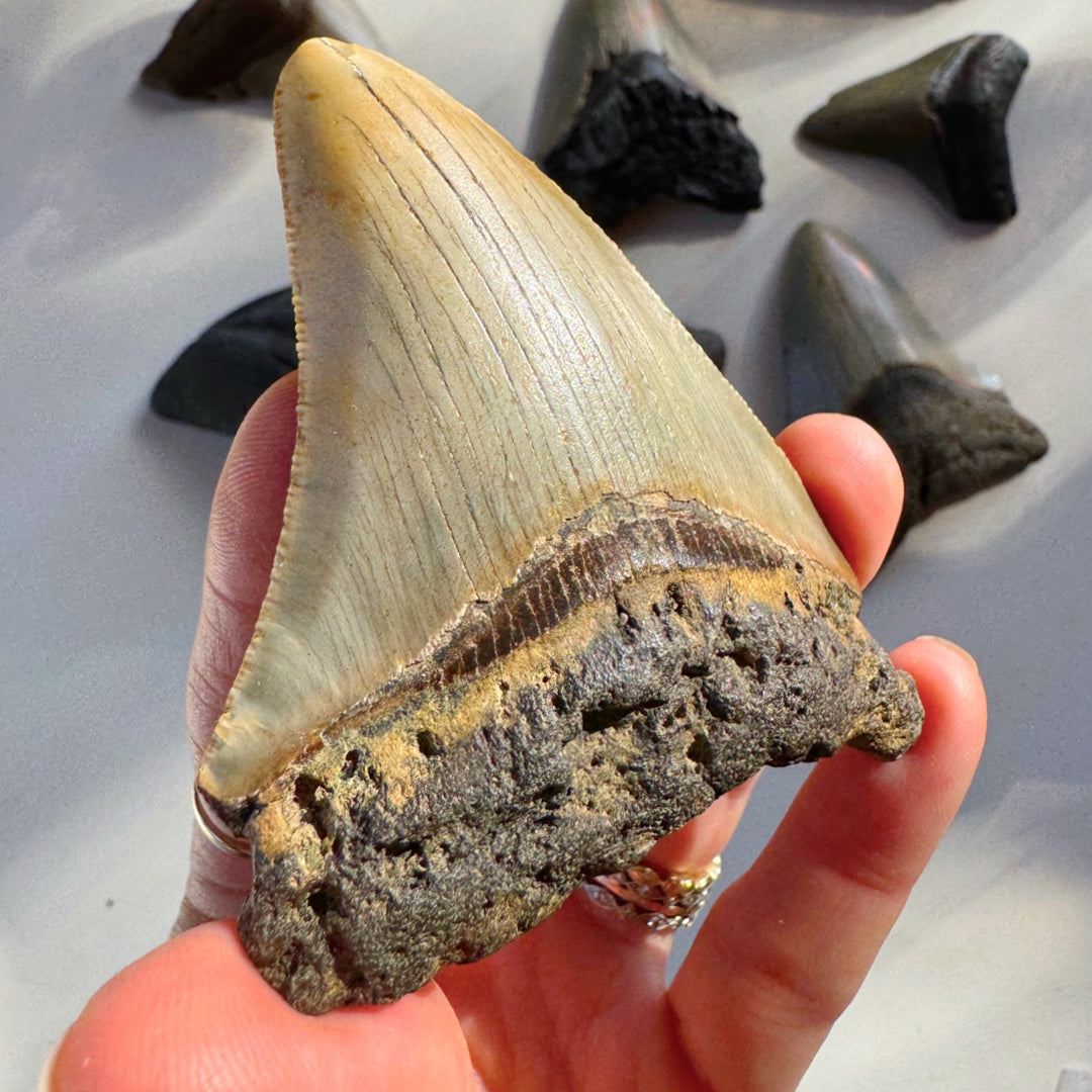 Megalodon Tooth - Baltic Mermaid