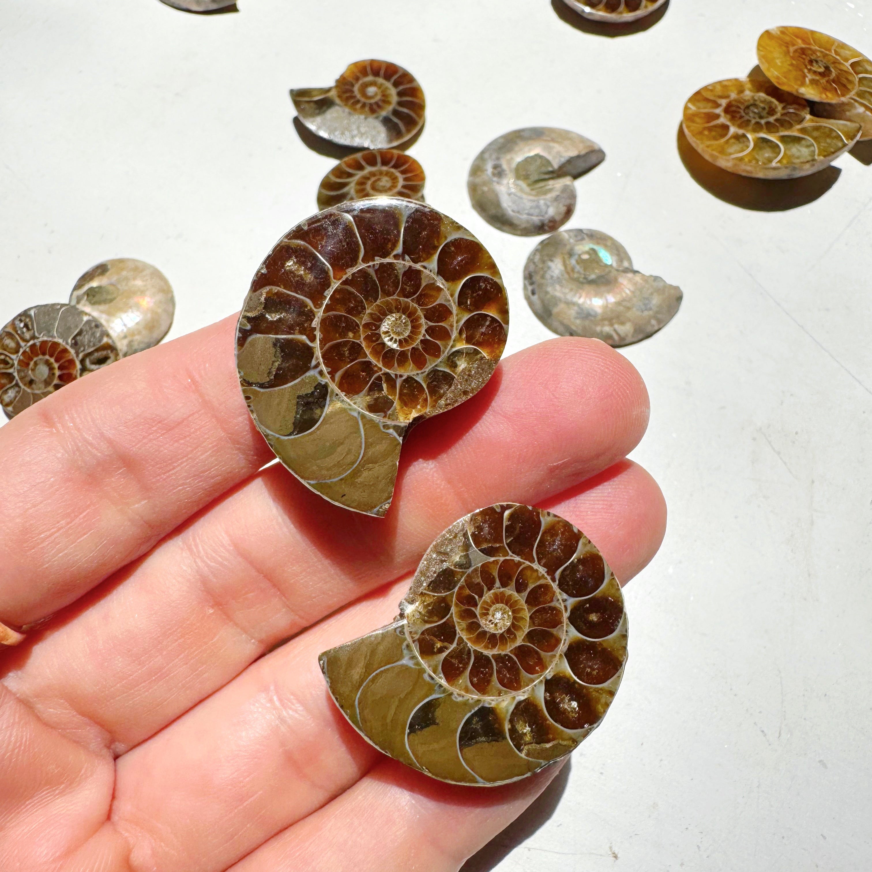 Mini Ammonite Fossil Pairs Baltic Mermaid