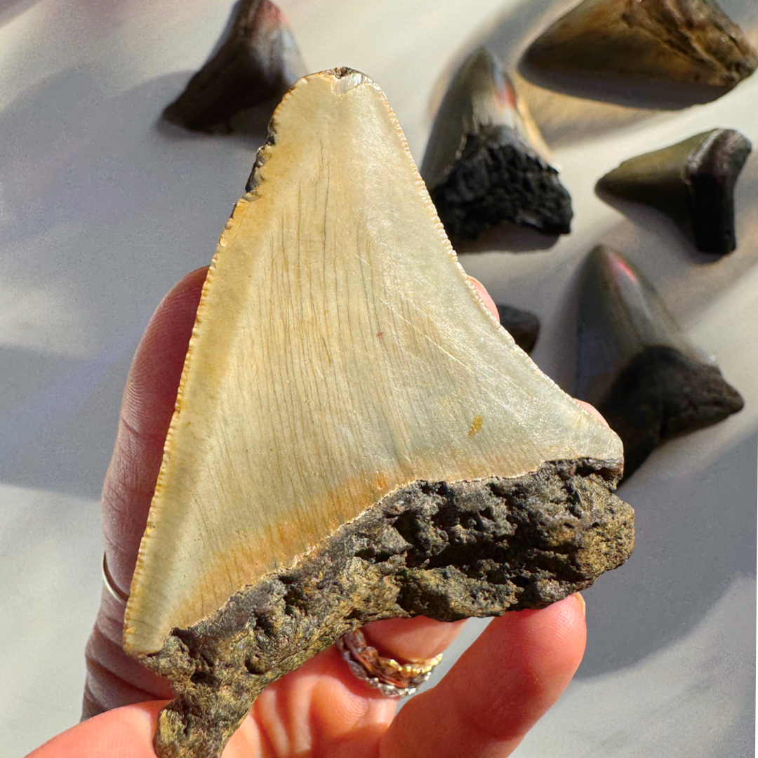 Megalodon Tooth - Baltic Mermaid