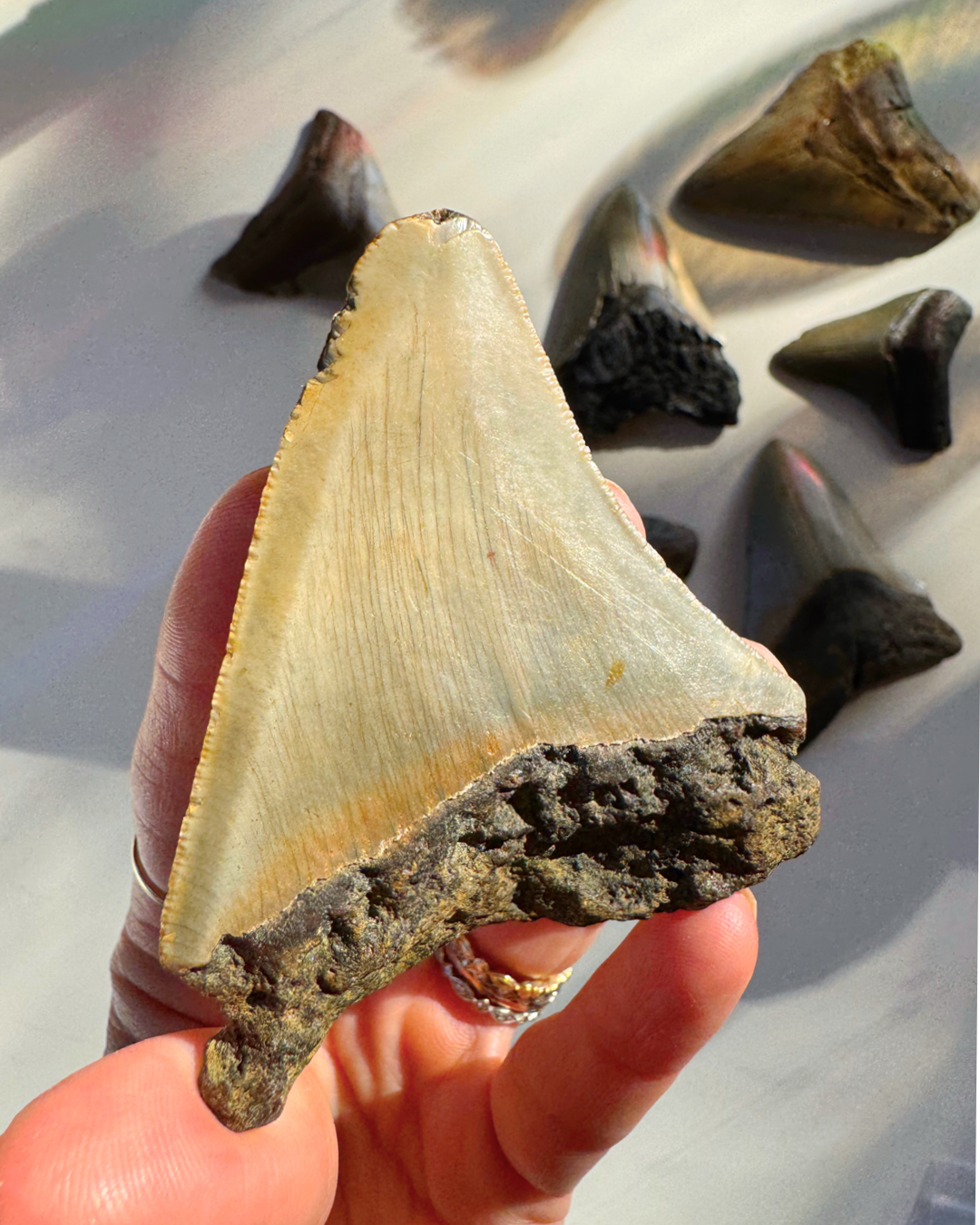 Megalodon Tooth - Baltic Mermaid