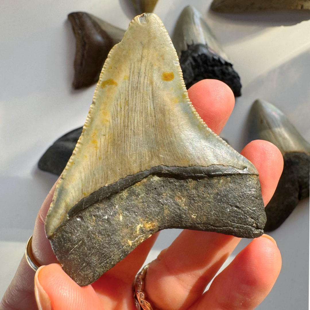 Megalodon Tooth - Baltic Mermaid