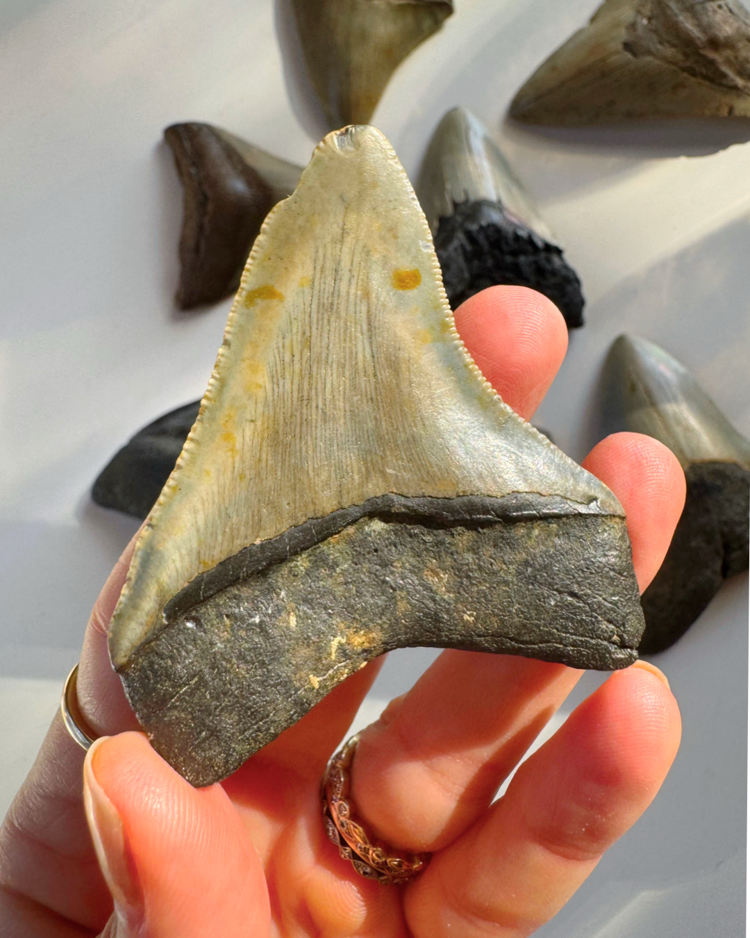 Megalodon Tooth - Baltic Mermaid
