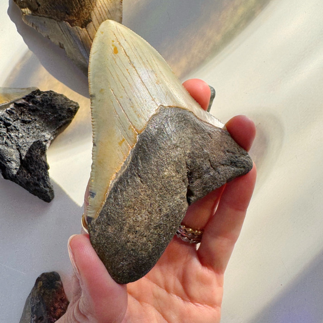 Megalodon Tooth - Baltic Mermaid