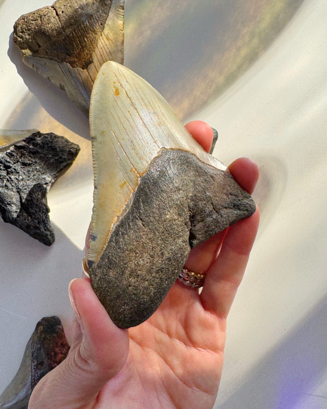 Megalodon Tooth - Baltic Mermaid