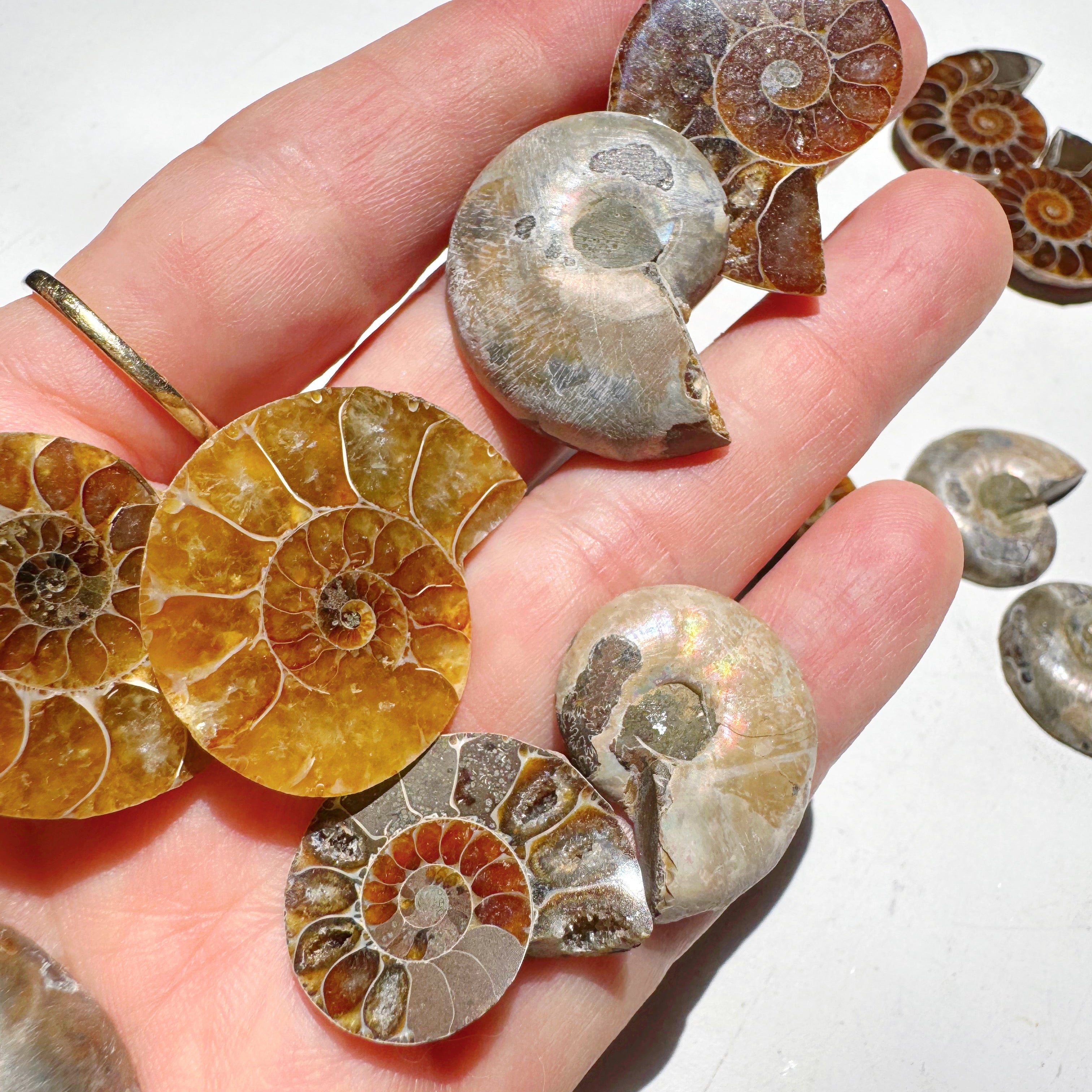 Mini Ammonite Fossil Pairs Baltic Mermaid