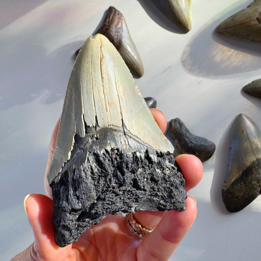Megalodon Tooth - Baltic Mermaid