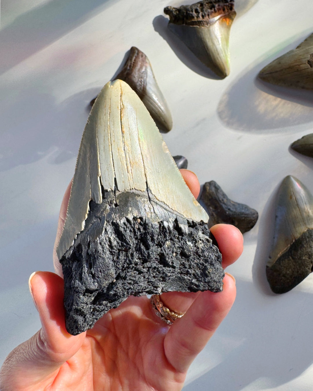 Megalodon Tooth - Baltic Mermaid