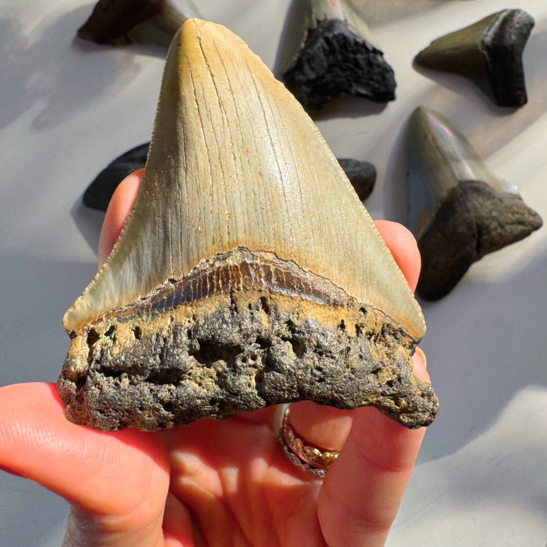 Megalodon Tooth - Baltic Mermaid