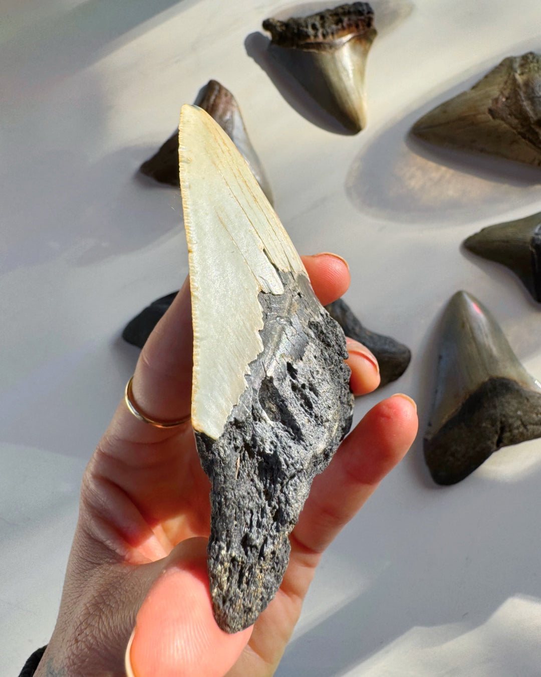 Megalodon Tooth - Baltic Mermaid