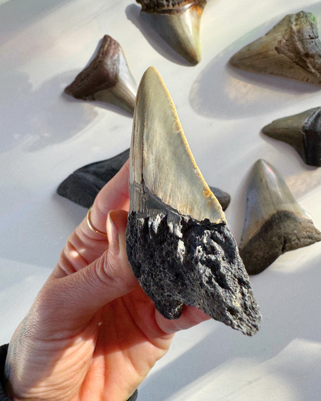 Megalodon Tooth - Baltic Mermaid