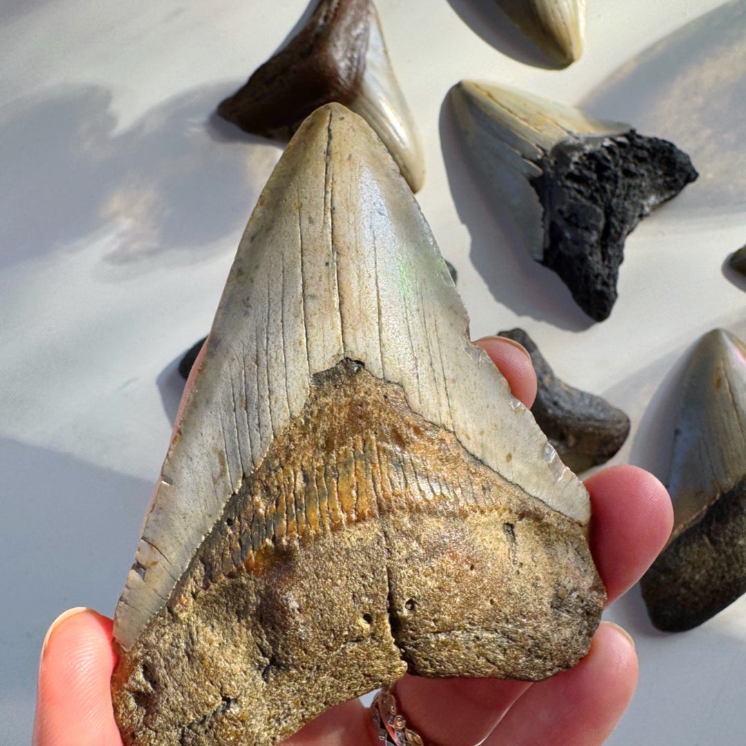 Megalodon Tooth - Baltic Mermaid