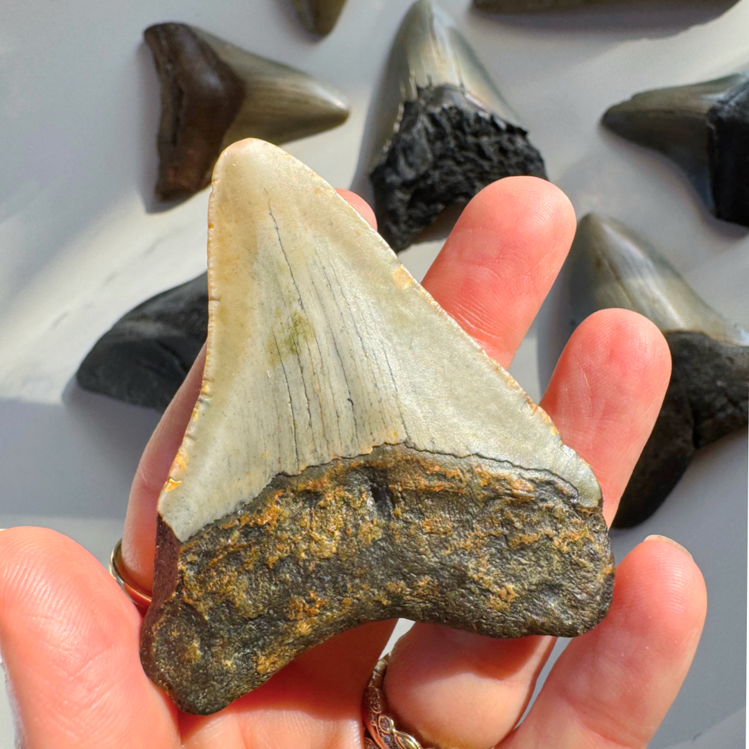 Megalodon Tooth - Baltic Mermaid
