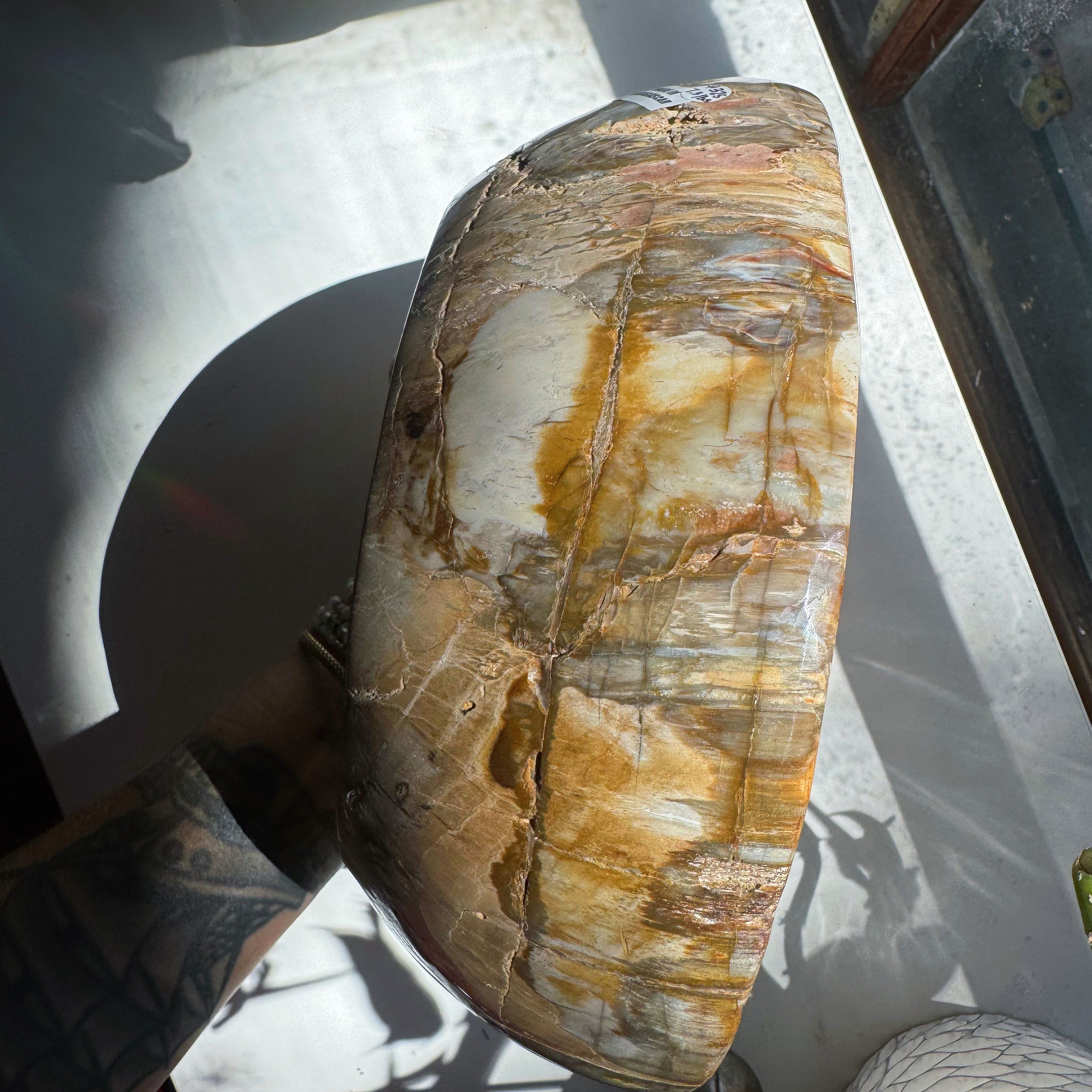 Large Petrified Wood Bowl Baltic Mermaid
