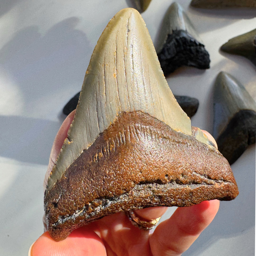 Megalodon Tooth - Baltic Mermaid