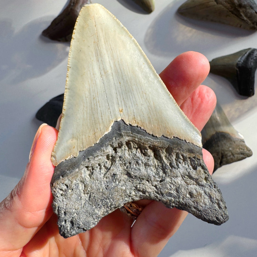 Megalodon Tooth - Baltic Mermaid