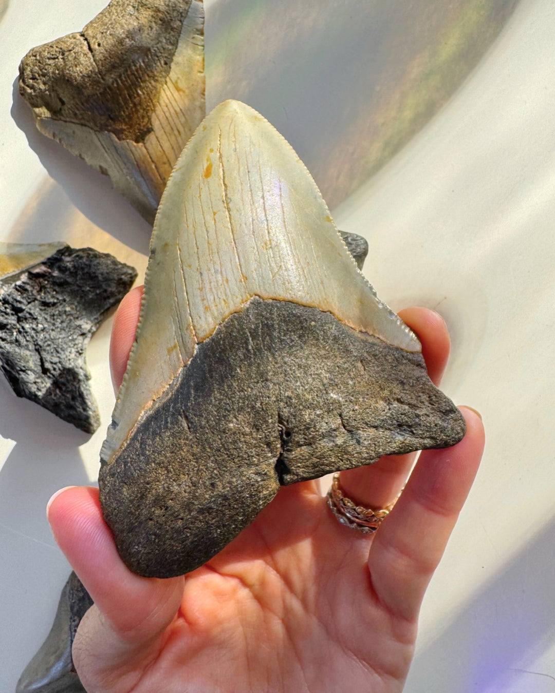 Megalodon Tooth - Baltic Mermaid