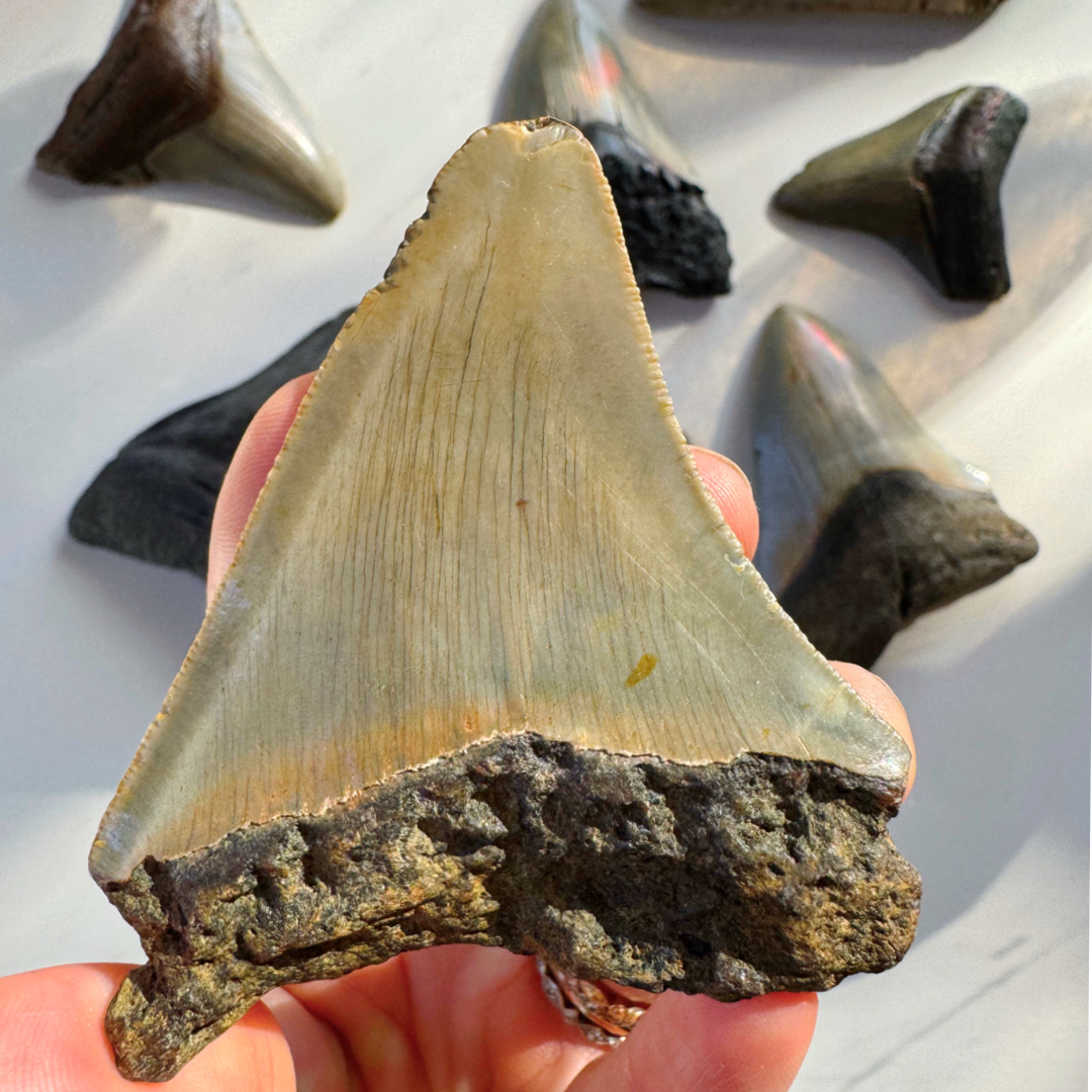 Megalodon Tooth - Baltic Mermaid