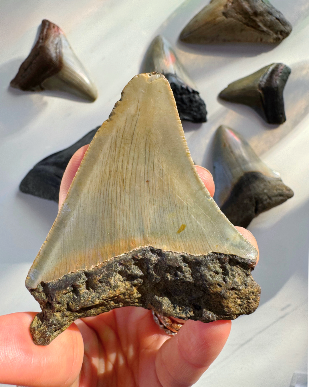 Megalodon Tooth - Baltic Mermaid