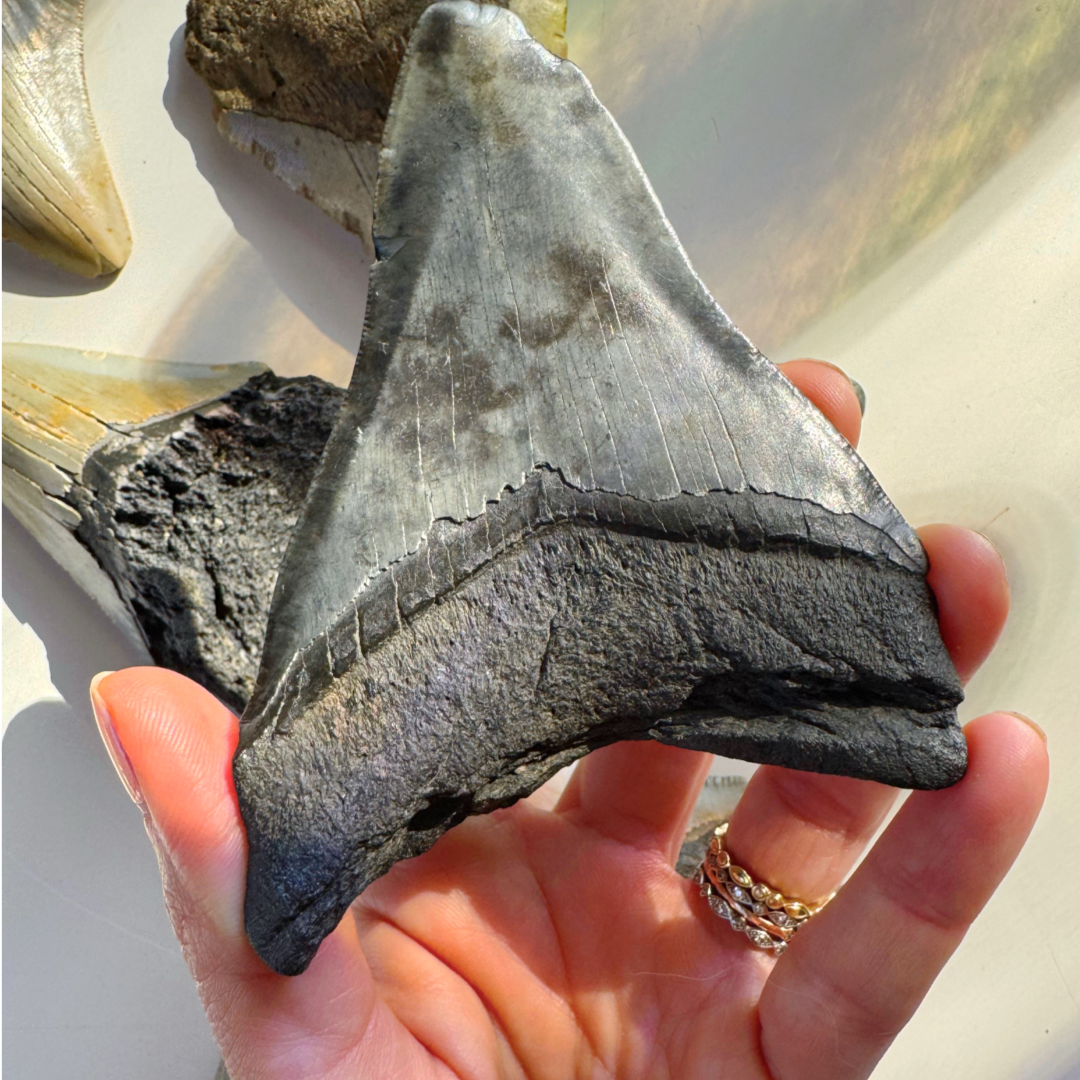 Megalodon Tooth - Baltic Mermaid