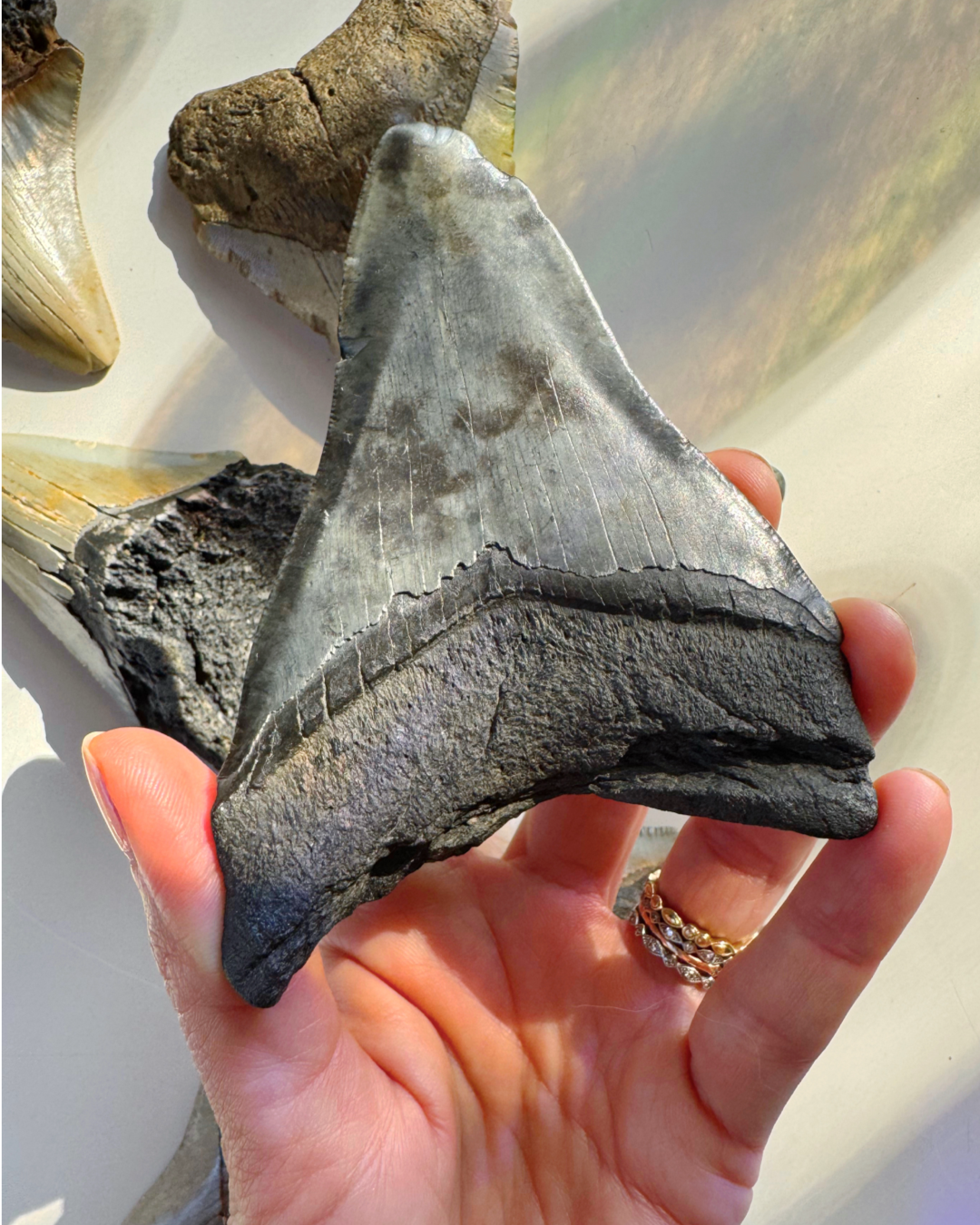 Megalodon Tooth - Baltic Mermaid