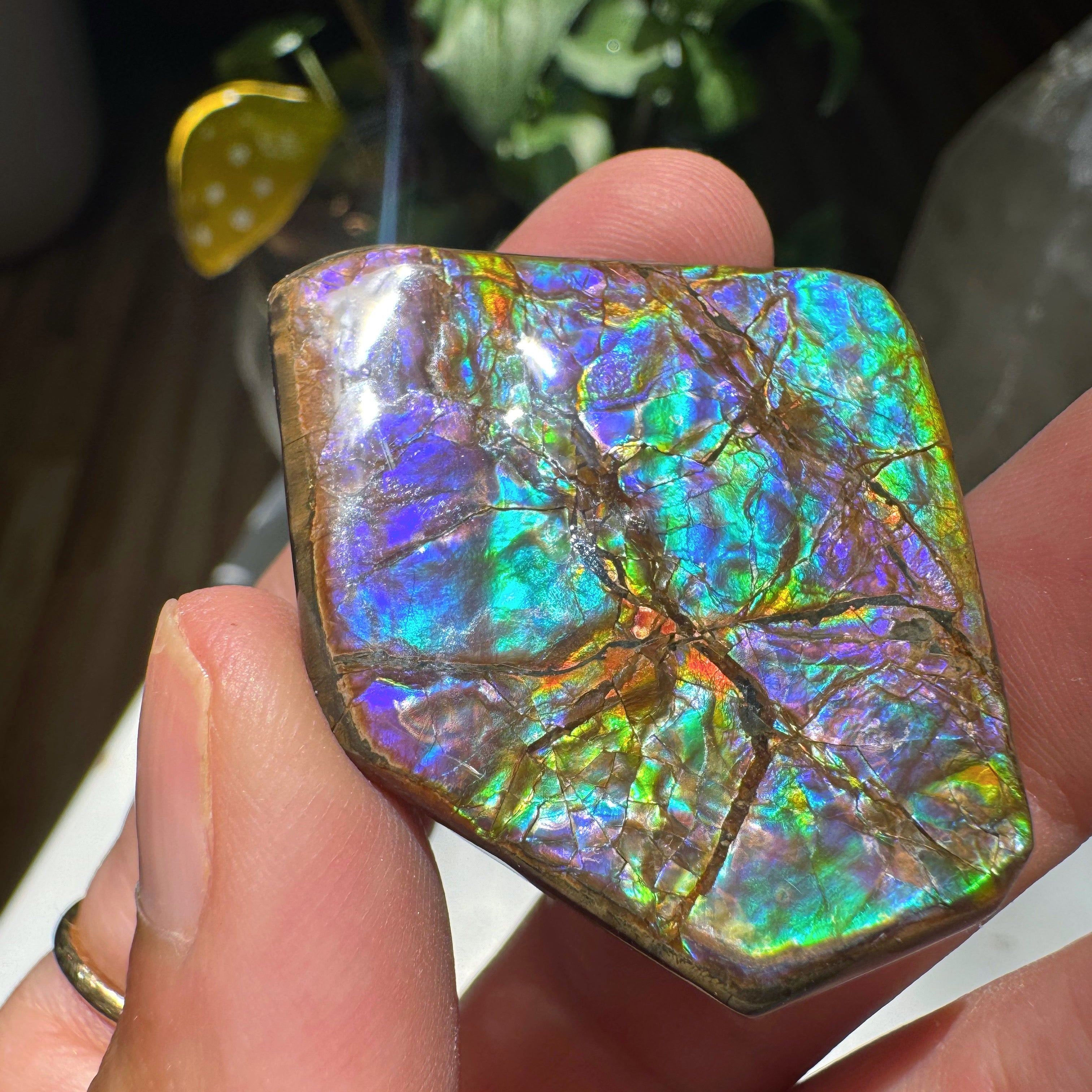 Ammolite Gemstone Hand Specimen Baltic Mermaid