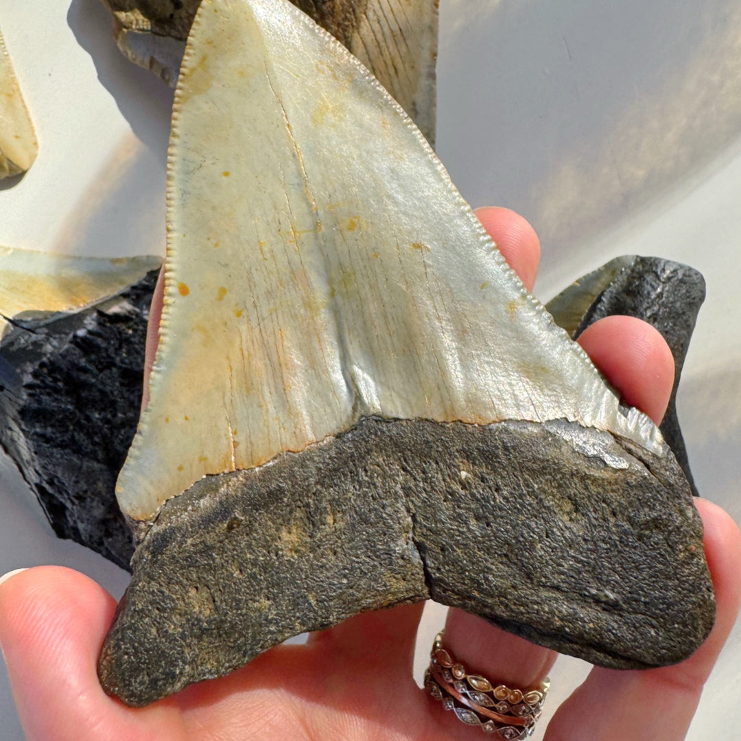 Megalodon Tooth - Baltic Mermaid