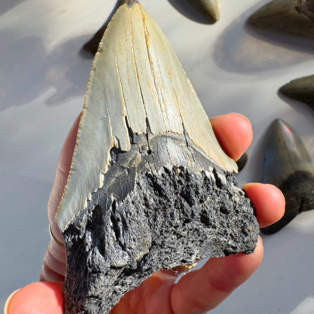 Megalodon Tooth - Baltic Mermaid
