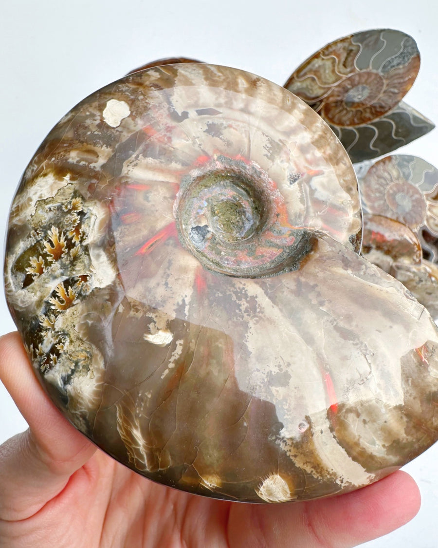 Red Ammonite Fossil