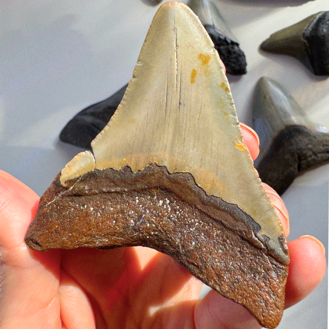 Megalodon Tooth - Baltic Mermaid
