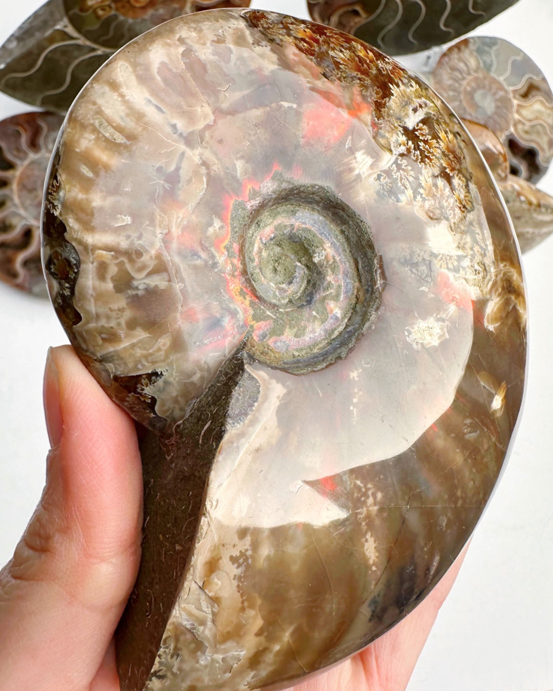 Red Ammonite Fossil - Baltic Mermaid