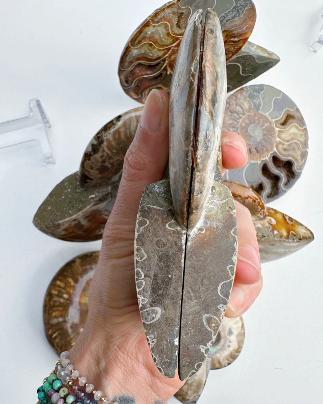 Blue Ammonite Fossil Pair - Baltic Mermaid