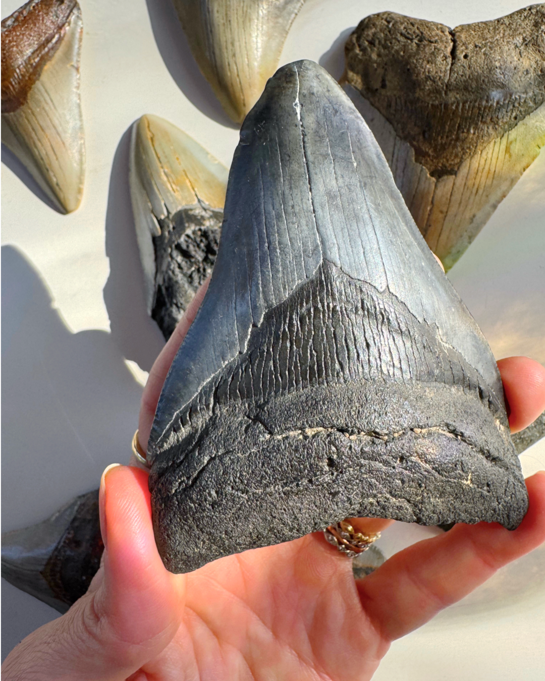 Megalodon Tooth - Baltic Mermaid