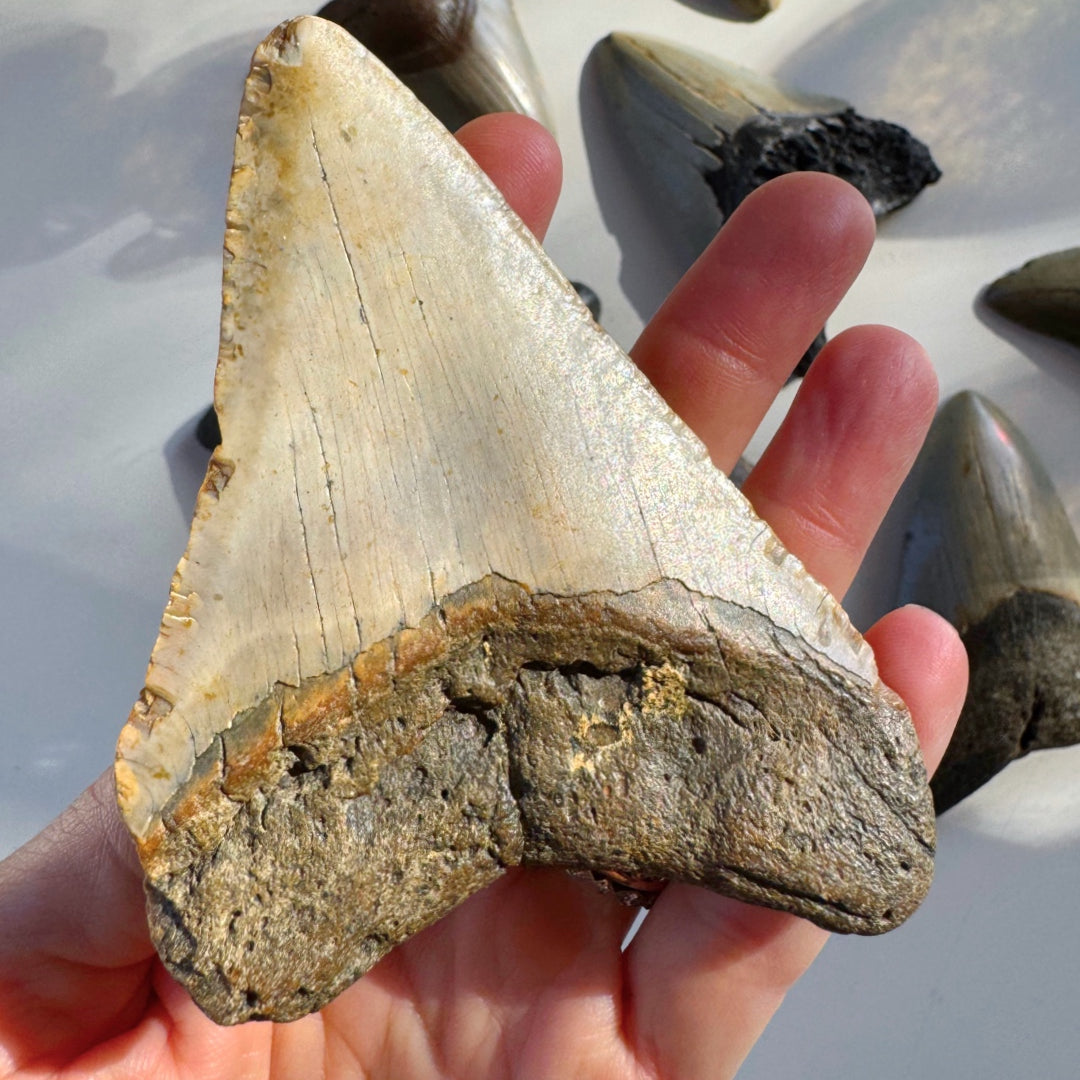Megalodon Tooth - Baltic Mermaid