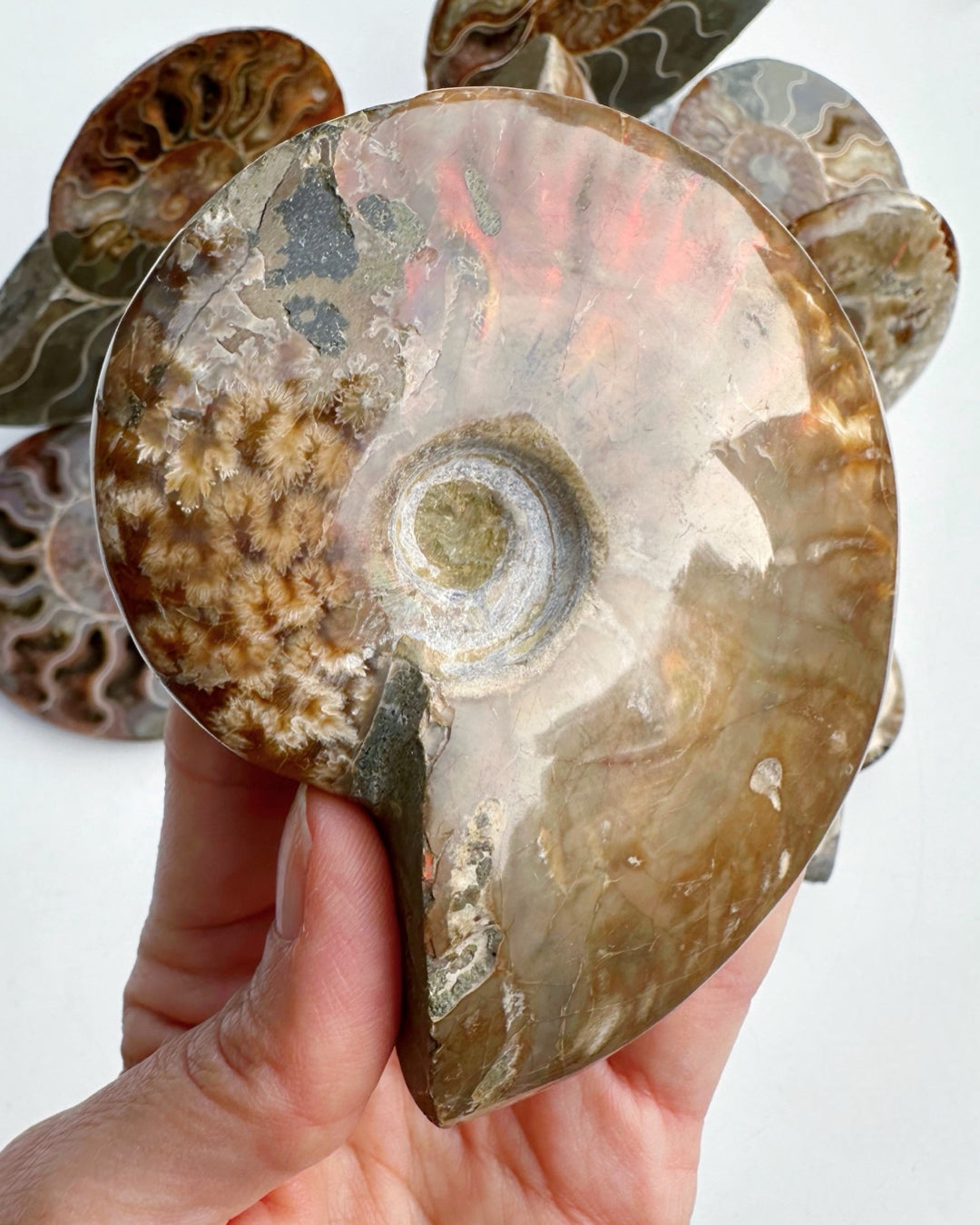 Red Ammonite Fossil - Baltic Mermaid