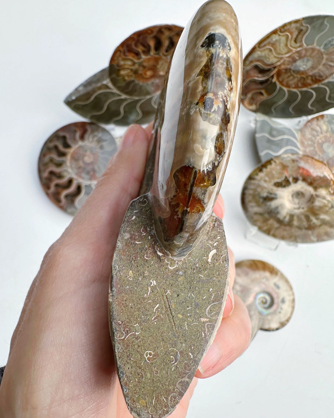 Red Ammonite Fossil - Baltic Mermaid