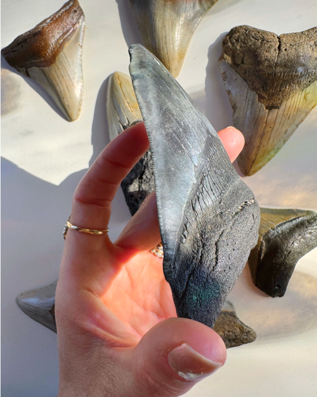Megalodon Tooth - Baltic Mermaid