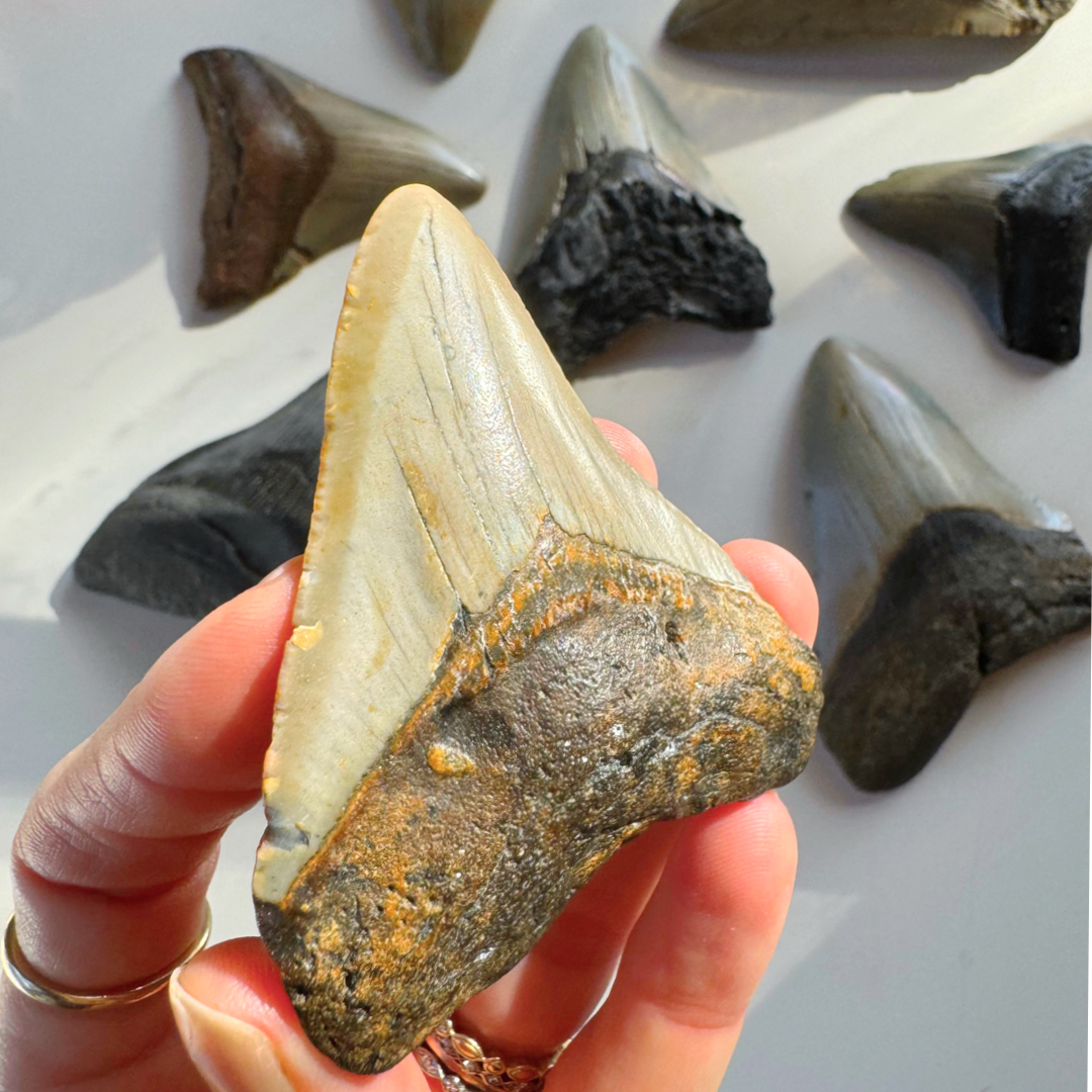 Megalodon Tooth - Baltic Mermaid