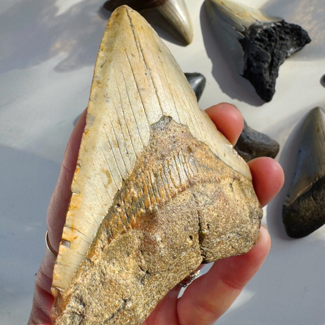 Megalodon Tooth - Baltic Mermaid
