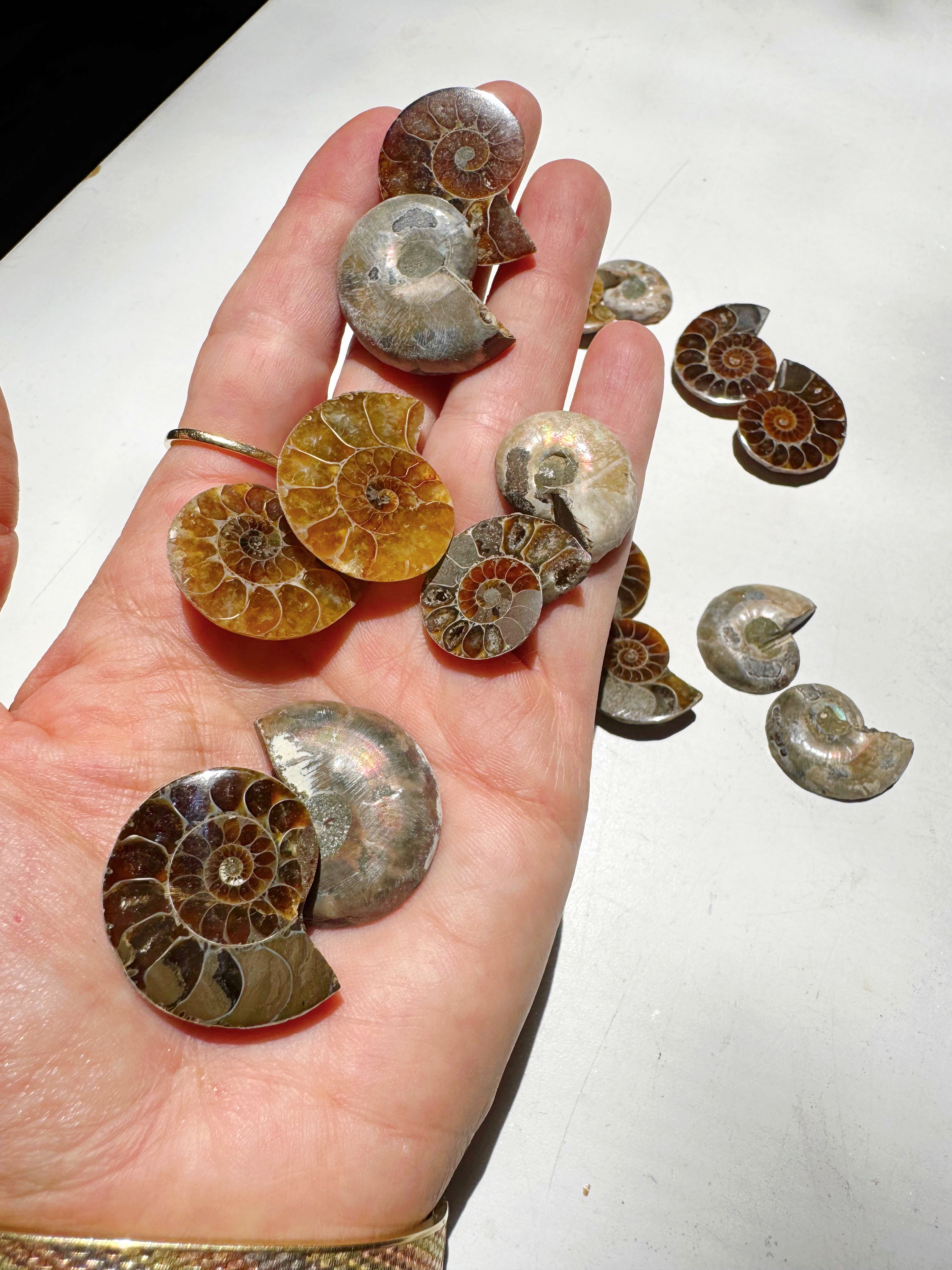 Mini Ammonite Fossil Pairs Baltic Mermaid