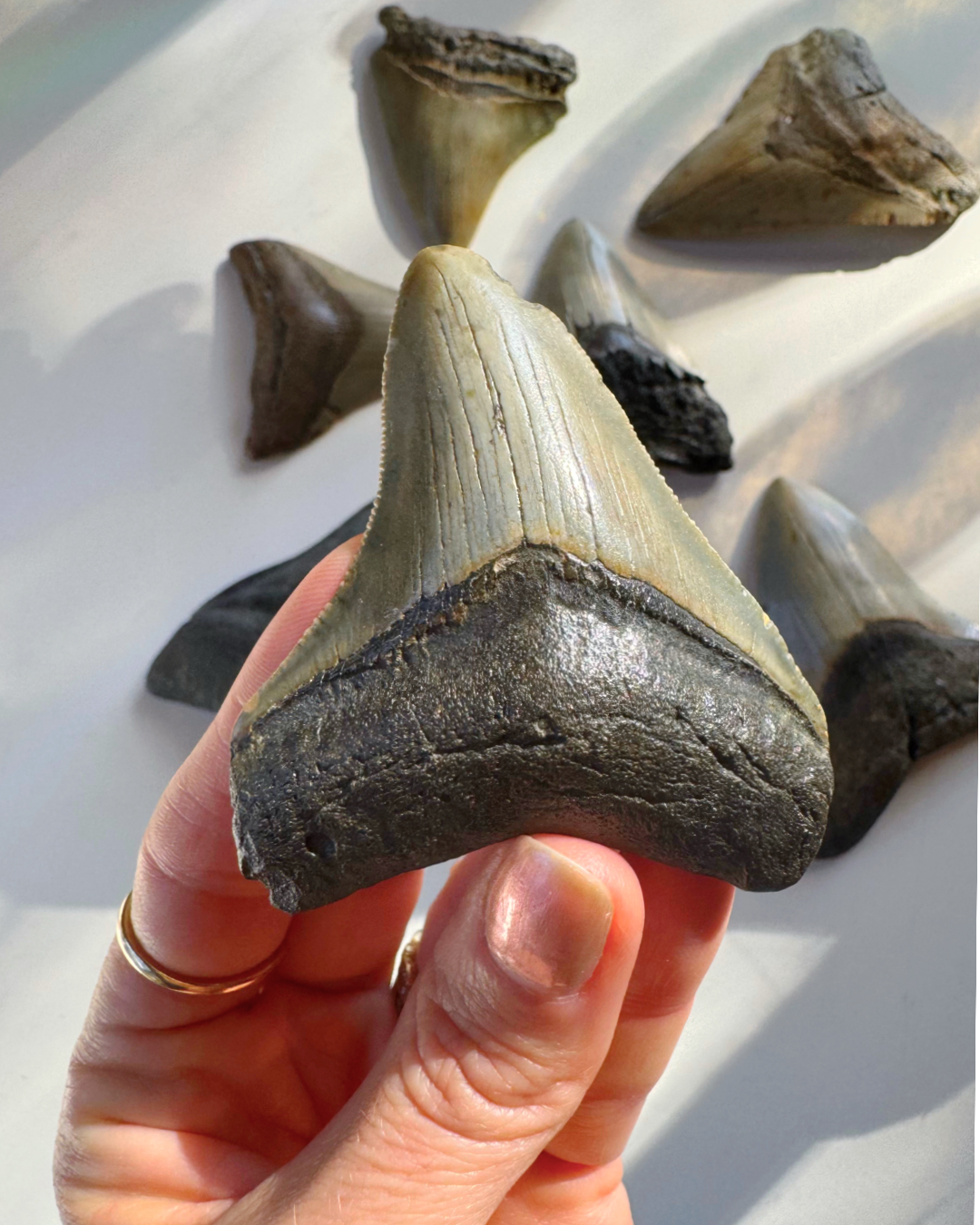 Megalodon Tooth - Baltic Mermaid