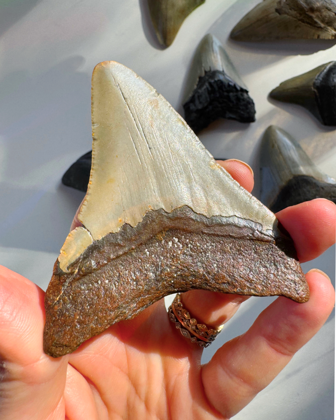 Megalodon Tooth - Baltic Mermaid