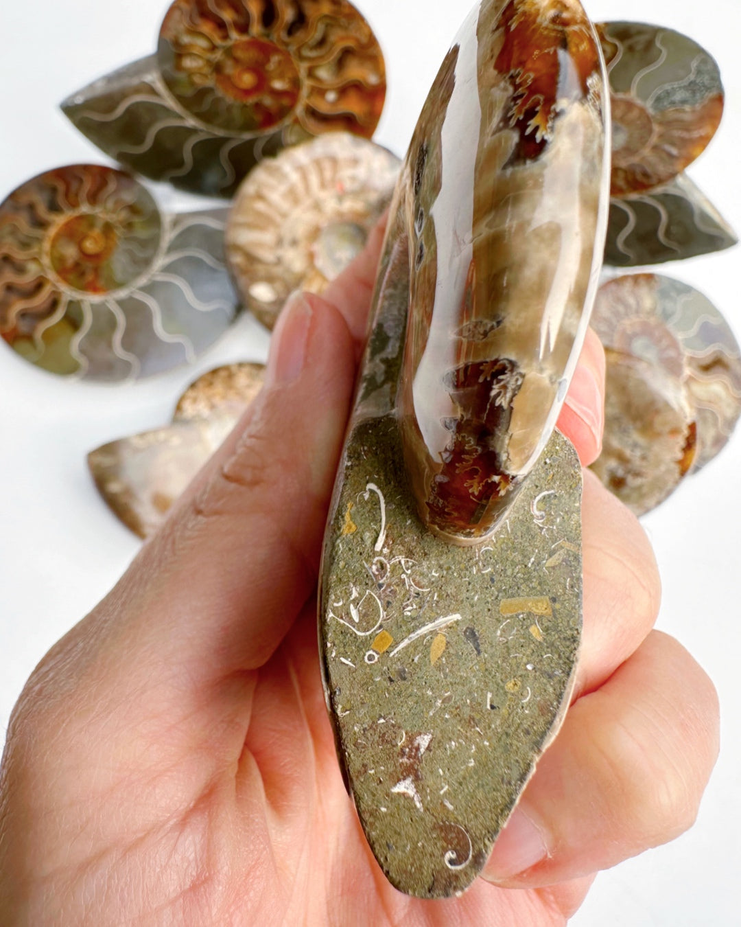 Red Ammonite Fossil - Baltic Mermaid