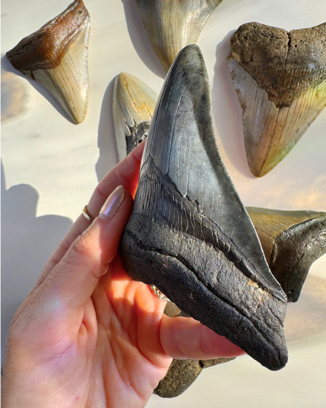 Megalodon Tooth - Baltic Mermaid