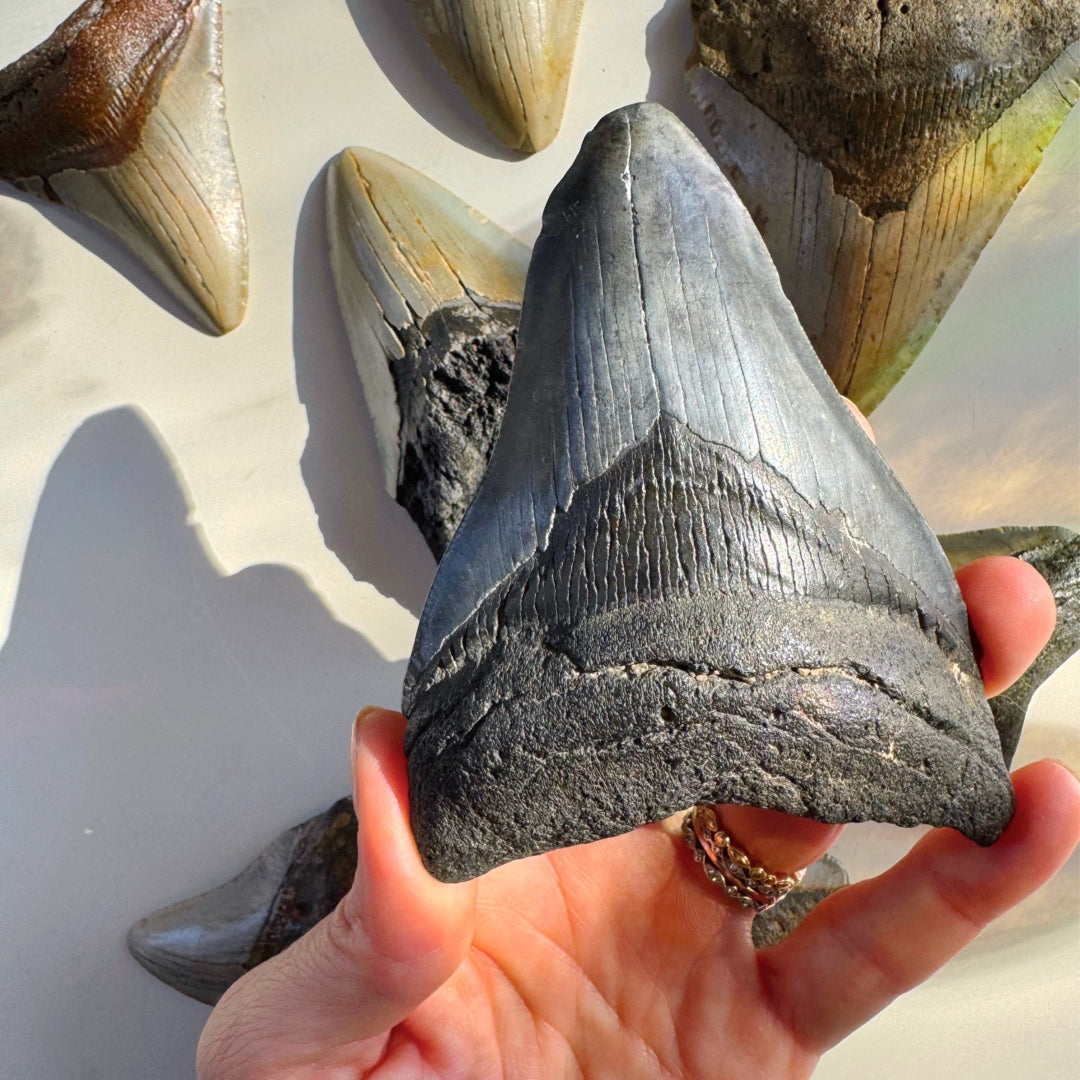Megalodon Tooth - Baltic Mermaid