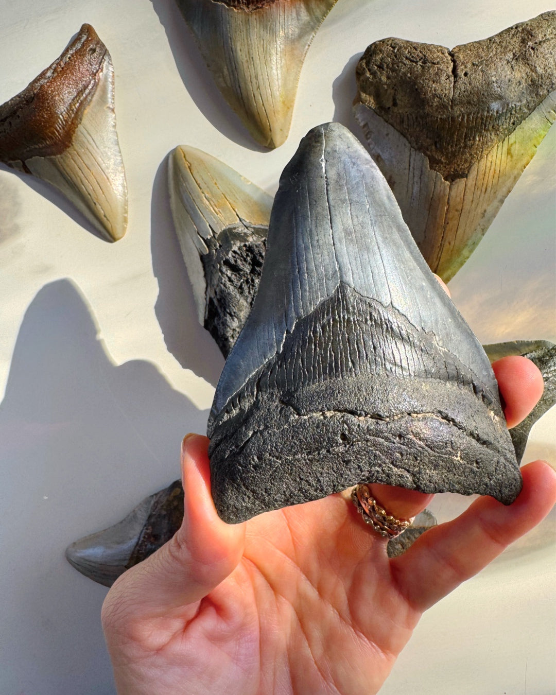 Megalodon Tooth - Baltic Mermaid